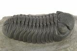 Exceptional Morocops Trilobite - Large Specimen #334931-3